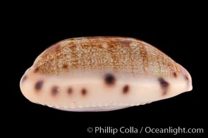 Translucent Tapering Cowrie, Cypraea pellucens