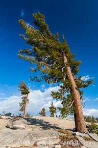 Trees cling to the granite surroundings of Olmsted Point, Yosemite National Park, California