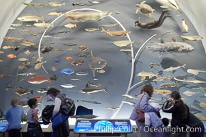 Visitors admire the Tree of Life display at the Milstein Hall of Ocean Life, American Museum of Natural History, New York City