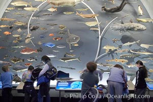 Visitors admire the Tree of Life display at the Milstein Hall of Ocean Life, American Museum of Natural History, New York City