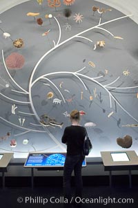 Visitors admire the Tree of Life display at the Milstein Hall of Ocean Life, American Museum of Natural History, New York City