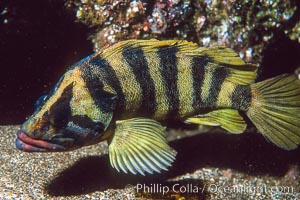 Treefish Sebastes serriceps, San Clemente Island