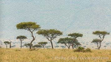 Trees and grass plains, Maasai Mara, Kenya, Maasai Mara National Reserve