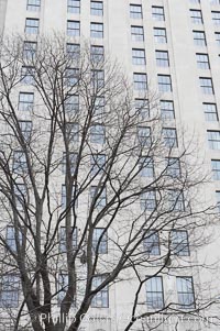 Trees and buildings, winter, Manhattan, New York City