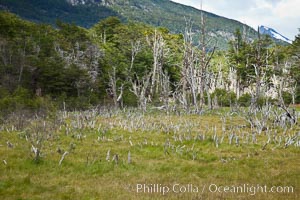 Trees line the edge of an expanse of peat moss, Tierra del Fuego National Park, Argentina, Ushuaia