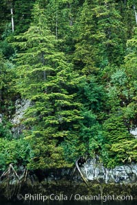 Trees at the waters edge, Frederick Sound