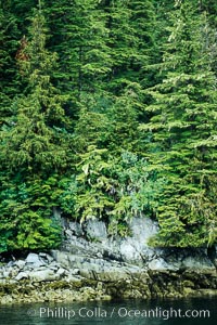 Trees at the waters edge, Frederick Sound