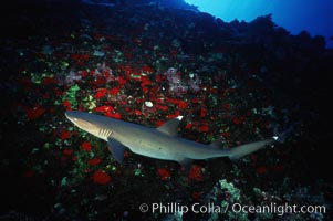 White-tip reef shark, Molokini Island, Triaenodon obesus, Maui