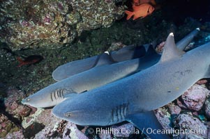 White-tip reef shark, Triaenodon obesus, Cocos Island