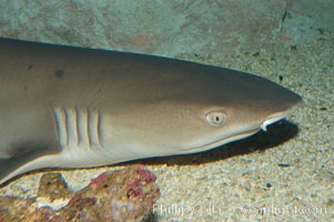 Whitetip reef shark, Triaenodon obesus