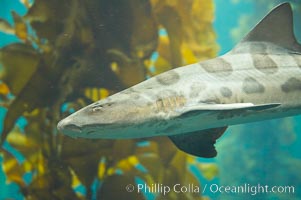 Leopard shark swims through a kelp forest, Triakis semifasciata