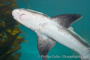 Leopard shark swims through a kelp forest, Triakis semifasciata