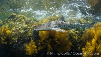 A leopard shark, swimming through the shallows waters of a California reef, underwater, Cystoseira osmundacea marine algae growing on rocky reef, Cystoseira osmundacea, Triakis semifasciata, San Clemente Island
