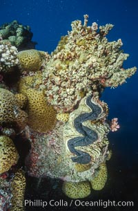 Tridacna clams, Rose Atoll, American Samoa, Rose Atoll National Wildlife Refuge