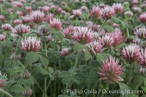 Rose clover blooms in spring, Trifolium hirtum, Carlsbad, California