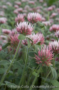 Rose clover blooms in spring, Trifolium hirtum, Carlsbad, California