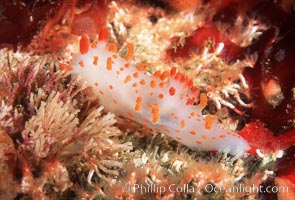 Triopha catalinae, Clown nudibranch, San Miguel Island, California.