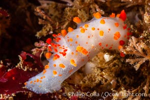 Catalina triopha nudibranch, Triopha catalinae, San Nicholas Island