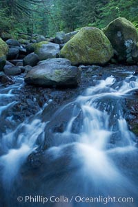 Cascades flow through a lush green temperate rainforest near Triple Falls, Oneonta Gorge, Columbia River Gorge National Scenic Area, Oregon
