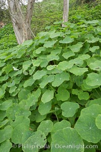 Garden nasturtium, San Elijo Lagoon, Tropaeolum majus, Encinitas, California