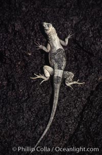 Lava lizard, Punta Espinosa, Tropidurus, Fernandina Island