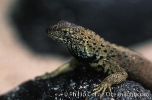 Lava lizard, Punta Espinosa. Fernandina Island, Galapagos Islands, Ecuador, Tropidurus, natural history stock photograph, photo id 05695