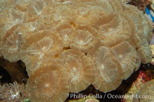 Trumpet coral, Caulastrea echinulata