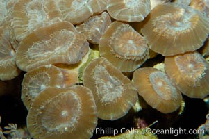 Trumpet coral, Caulastrea echinulata