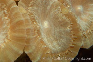 Trumpet coral, Caulastrea echinulata