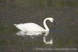 Trumpeter swan on Floating Island Lake, Cygnus buccinator, Yellowstone National Park, Wyoming