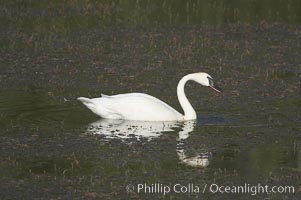 Trumpeter swan on Floating Island Lake, Cygnus buccinator, Yellowstone National Park, Wyoming