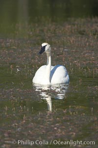 Trumpeter swan on Floating Island Lake, Cygnus buccinator, Yellowstone National Park, Wyoming