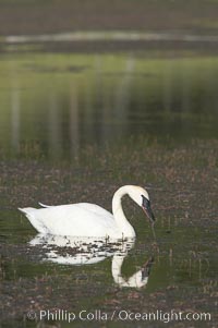 Trumpeter swan on Floating Island Lake, Cygnus buccinator, Yellowstone National Park, Wyoming