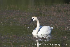 Trumpeter swan on Floating Island Lake, Cygnus buccinator, Yellowstone National Park, Wyoming