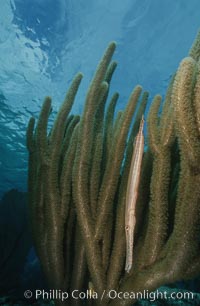 Trumpetfish camouflages itself among the branches of a gorgonian coral (also known as sea rods), Aulostomus maculatus, Plexaurella