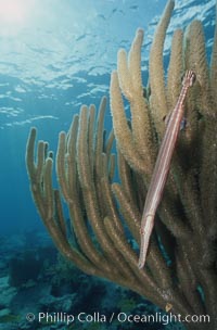 Trumpetfish camouflages itself among the branches of a gorgonian coral (also known as sea rods), Aulostomus maculatus, Plexaurella