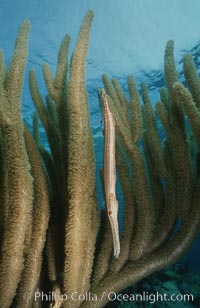 Trumpetfish camouflages itself among the branches of a gorgonian coral (also known as sea rods), Aulostomus maculatus, Plexaurella