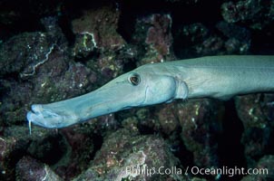 Trumpet fish, Aulostomus chinensis, Maui