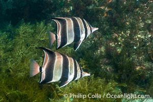 Truncate Butterflyfish, Chelmonops curiosus, Kangaroo Island, South Australia, Chelmonops curiosus
