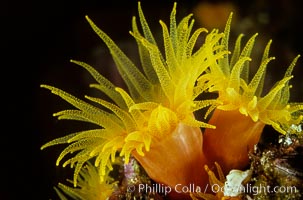 Orange cup coral. Isla Champion, Galapagos Islands, Ecuador, Tubastrea coccinea, natural history stock photograph, photo id 01858