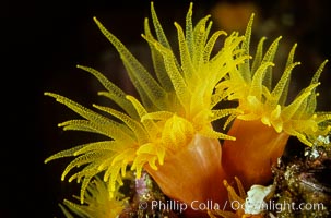 Orange cup coral.