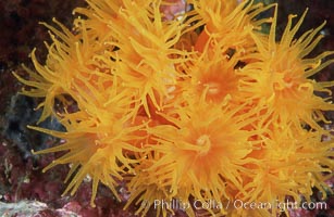 Orange cup coral, Tubastrea coccinea, Isla Champion