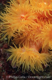 Orange cup coral, Tubastrea coccinea, Isla Champion