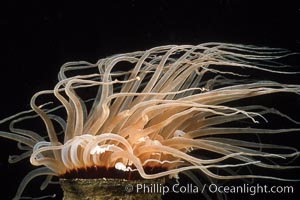Tube anemone, Pachycerianthus fimbriatus, La Jolla, California