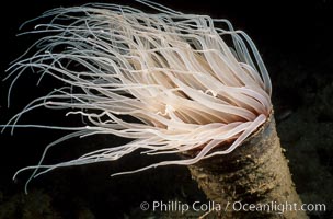 Tube anemone. La Jolla, California, USA, Pachycerianthus fimbriatus, natural history stock photograph, photo id 01040
