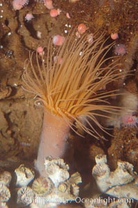 Tube anemone, Pachycerianthus fimbriatus