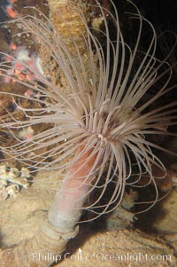 Tube anemone, Pachycerianthus fimbriatus