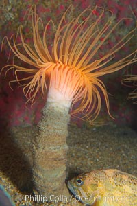 Tube anemone, Pachycerianthus fimbriatus