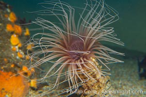 Tube anemone, Pachycerianthus fimbriatus