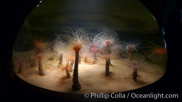 Tube anemones in a clear globe display at the Monterey Bay Aquarium. California, USA, Pachycerianthus fimbriatus, natural history stock photograph, photo id 21500
